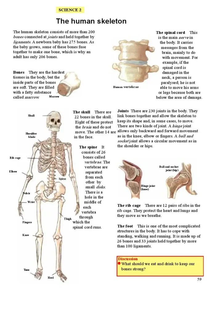 11. Science 2 - Human Skeleton